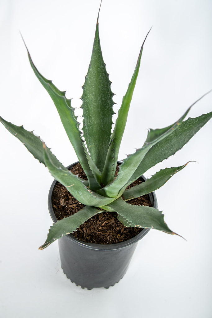 Close-up of Agave salmiana x ferox 'Green Giant,' displaying its glossy dark green leaves that can grow up to 7 feet long and 1 foot wide. The leaves feature large marginal teeth and a 2-inch long terminal spine, giving it a dramatic appearance. This agave thrives in full sun, growing 3-5 feet tall and 4-8 feet wide, and is hardy in USDA zones 7-11.