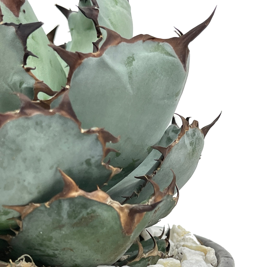 Close-up of Agave titanota 'Black and Blue', highlighting its stout blue leaves with distinct black spines at the tips. The plant grows in a compact rosette, thriving in full sun and well-draining soil. It is hardy in USDA zones 9-11.