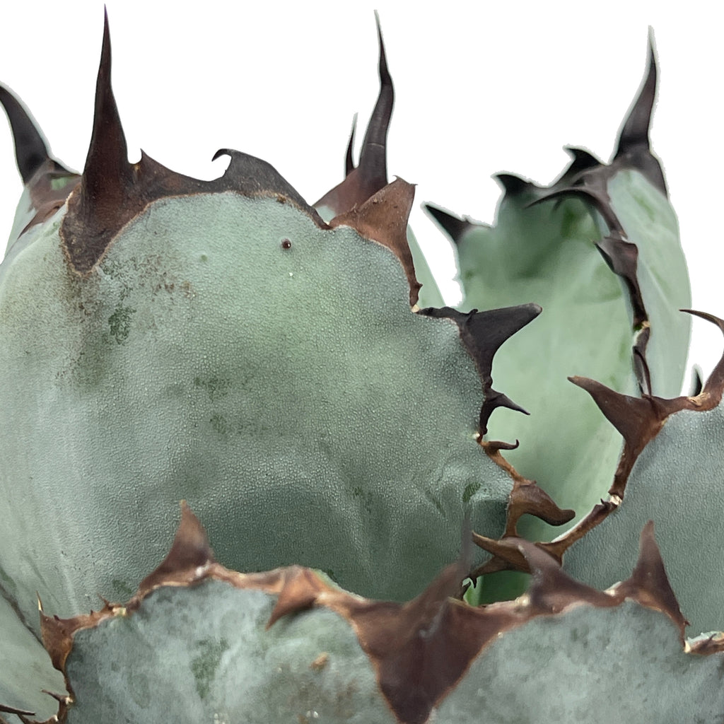 Close-up of Agave titanota 'Black and Blue', highlighting its stout blue leaves with distinct black spines at the tips. The plant grows in a compact rosette, thriving in full sun and well-draining soil. It is hardy in USDA zones 9-11.