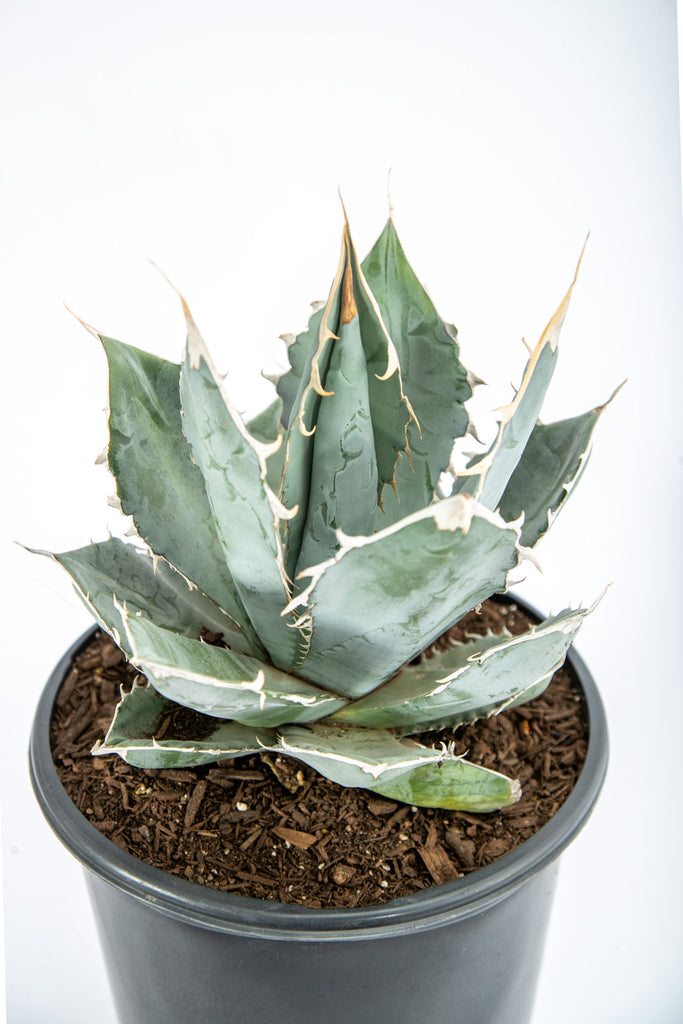 Close-up of Agave titanota 'White Ice,' showcasing its open rosette and broad, pale gray/white leaves with 1-inch terminal spines and curved marginal teeth. The plant reaches 1-2 feet in height and 2-3 feet in width, thriving in full sun and requiring well-drained soil. Known for its striking appearance, this agave is hardy to USDA zones 9-11.