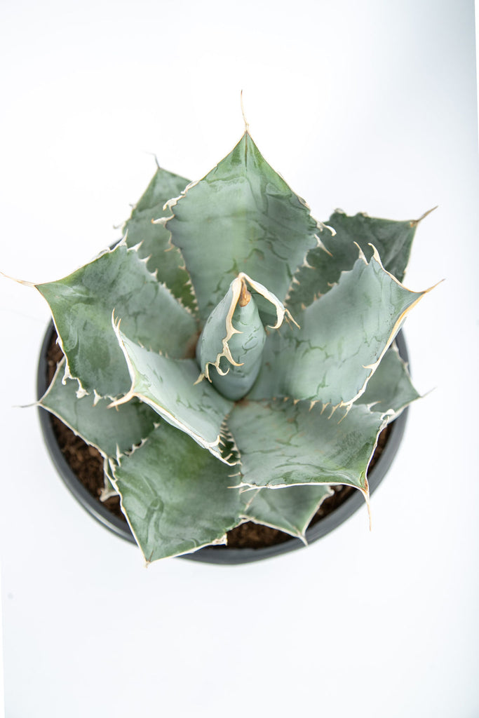 Top-down view of Agave titanota 'White Ice'. This agave displays broad, pale gray/white leaves with 1-inch terminal spines and curved marginal teeth, forming an open rosette. The leaves are typically 1-2 feet long and 5 inches wide at the base, narrowing towards the tips. It grows to 1-2 feet high and 2-3 feet wide, thriving in full sun and well-drained soil.