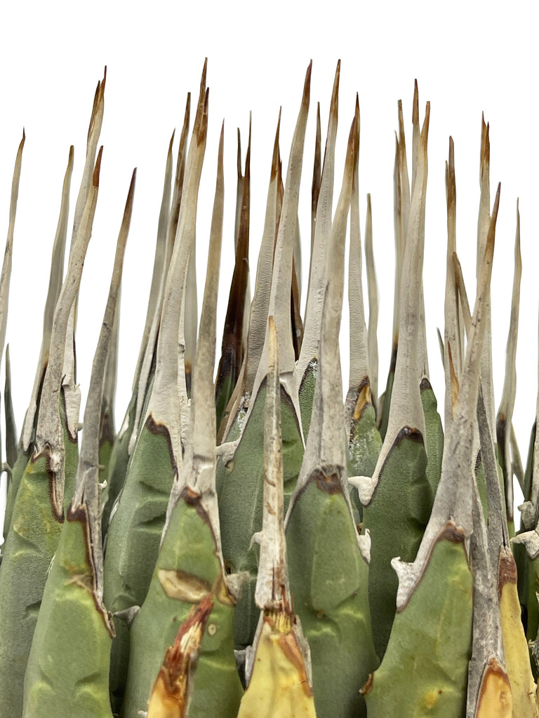 Close-up of Agave utahensis 'Eborispina,' highlighting its ivory-colored, twisting terminal spines and heavily toothed leaf margins. The small, rare agave features 4 to 8-inch long leaves with intricate details, showcasing its unique, clump-forming growth.