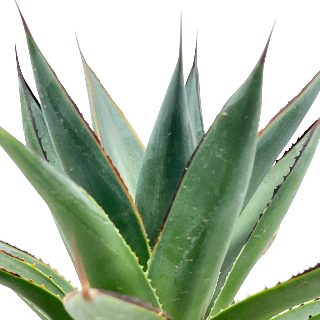 Close-up of Agave x 'Blue Glow' showcasing its striking 18-inch long blue-green leaves with vibrant red edges that glow when illuminated by sunlight. This popular hybrid agave is known for its adaptable, easy-to-grow nature, thriving in full to part sun, with its yellowish-green flowers blooming when mature.