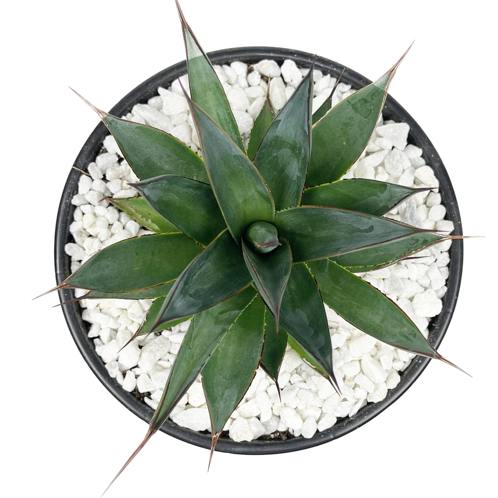 Top-down view of Agave hybrid 'Blue Glow', showcasing its vibrant blue-green leaves with striking red edges. The plant forms a compact rosette, with the sun shining through the leaves, highlighting its glowing appearance. Its unique shape and colorful edges make it a standout in gardens or containers.