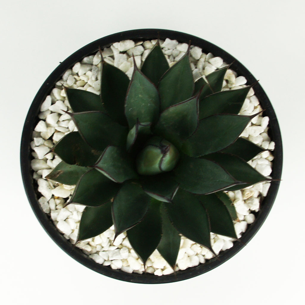 Top-down view of Agave x 'Blue Emperor,' showcasing its blue-green foliage with short black tips, dark margins, and small marginal teeth near the base. The tight, rosette growth pattern highlights the plant's unique, symmetrical structure, with its compact size of 3 feet tall by 2 feet wide.