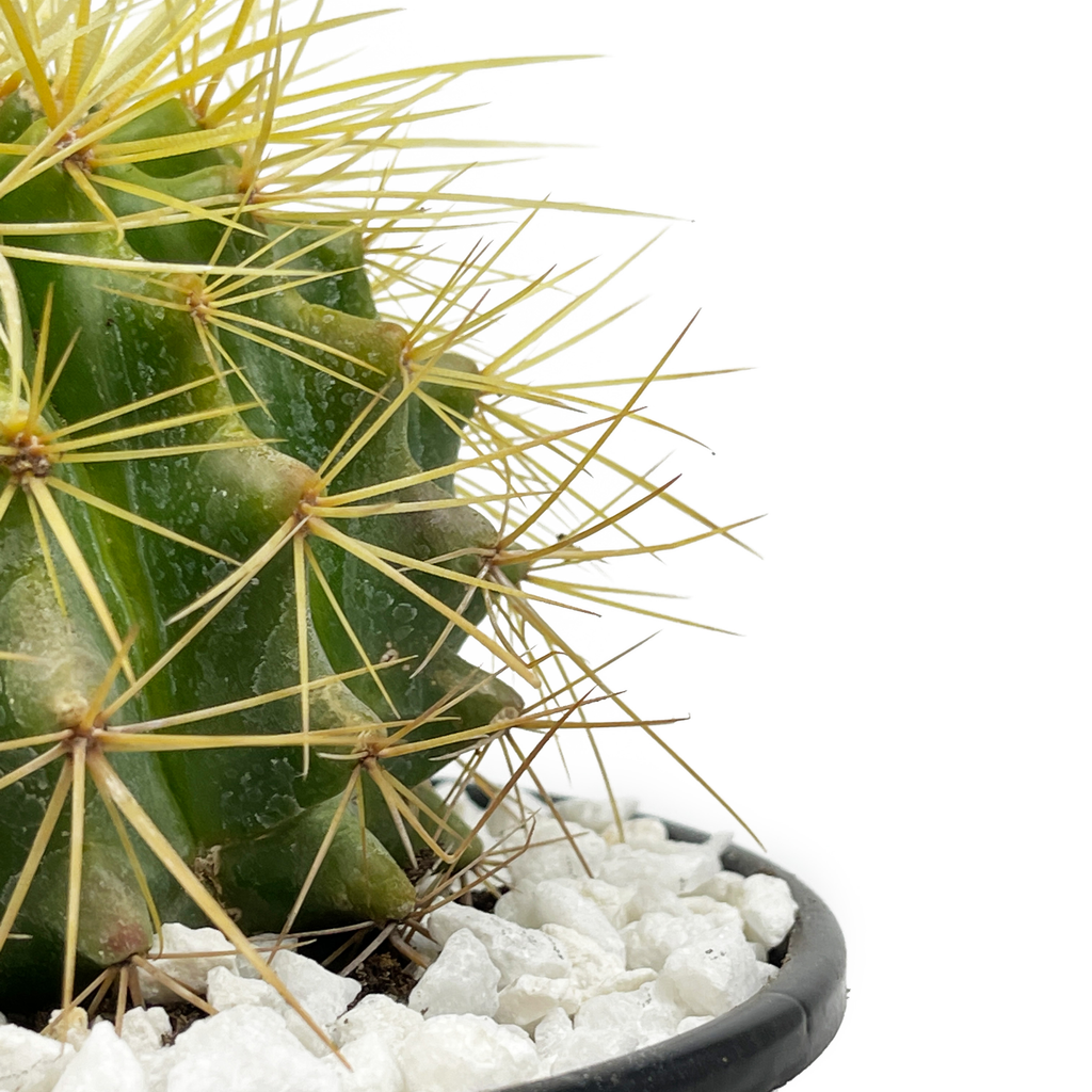 Close up of the golden barrel cactus, focusing on the yellow radial spines that cover the ribs. The spines are stiff and clustered tightly around the cactus. Small pups are visible at the base, growing in a dense cluster. It thrives in sunny environments, hardy in USDA zones 9-12.